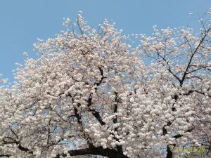 桜の開花と満開情報